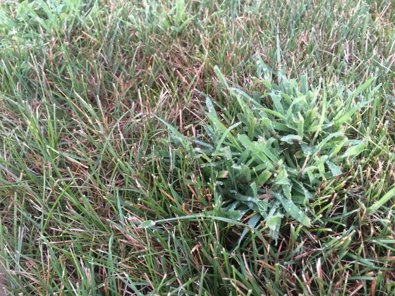 Dallisgrass Vs Crabgrass: Unveiling the Distinctions and Techniques for Elimination