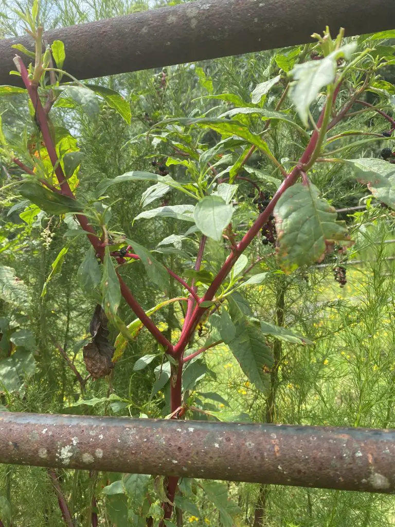 Eliminate Pokeweed Easily: Safe Methods with Organics or Herbicides