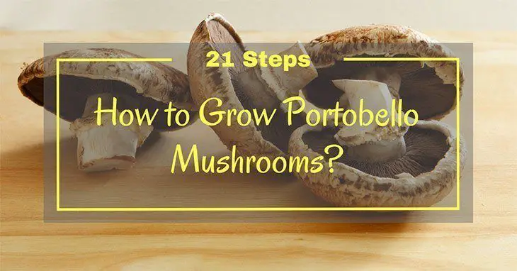 A Step-by-Step Guide: How to Grow Portobello Mushrooms at Home