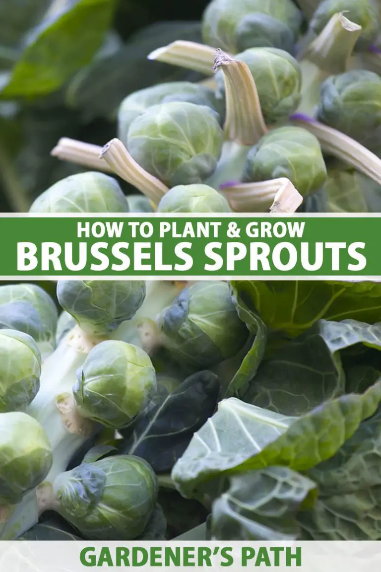Master the Art of Growing Brussel Sprouts in Containers: A Home Gardener’s Guide