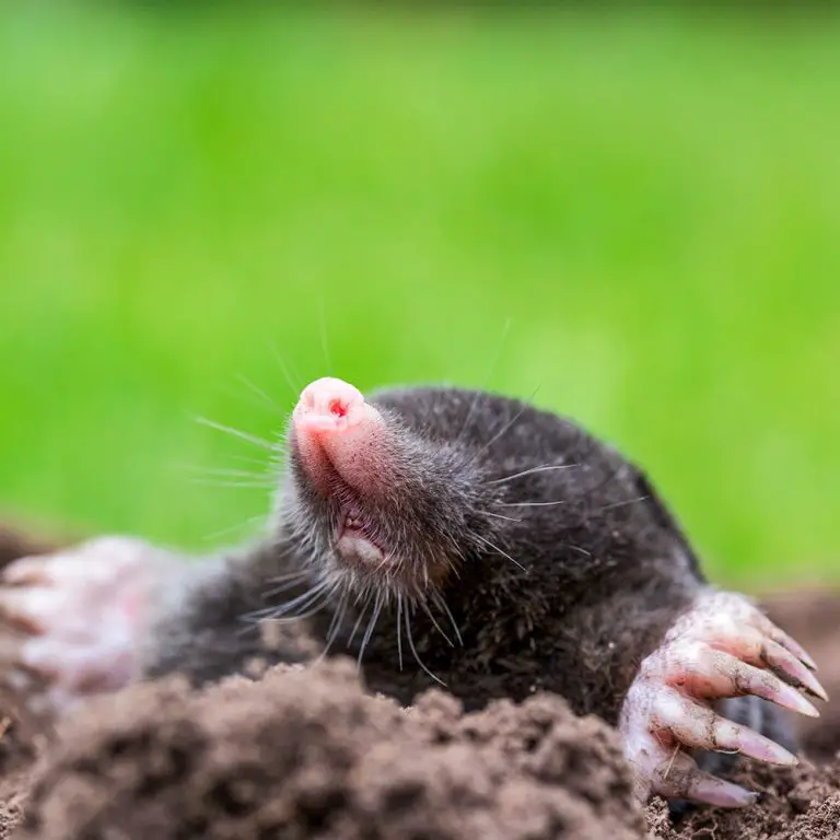 How To Banish Yard Moles: Effective No-Kill Techniques