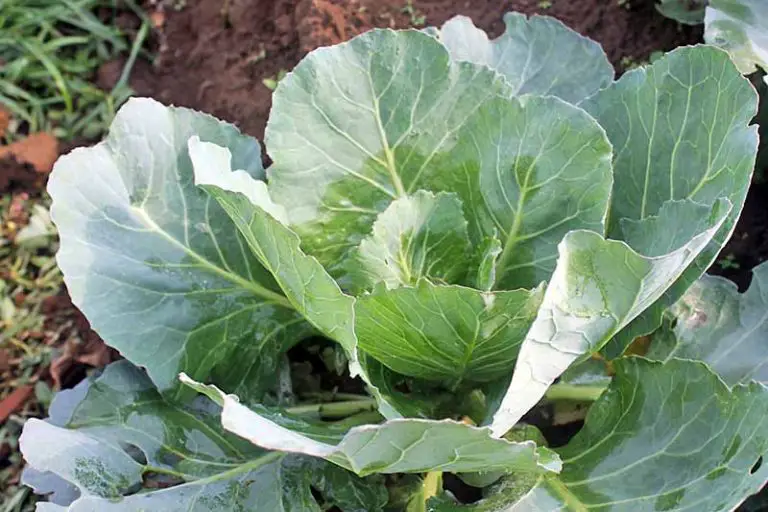 Brussels Sprouts Harvesting: Expert Tips and Signs of Readiness!