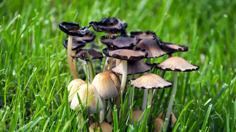 6 Powerful Ways to Eliminate Mushrooms in Your Lawn!