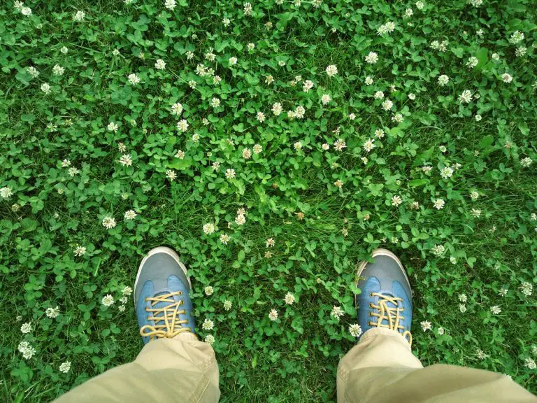 How To Get Rid Of Clover? Try These 4 Powerful Methods