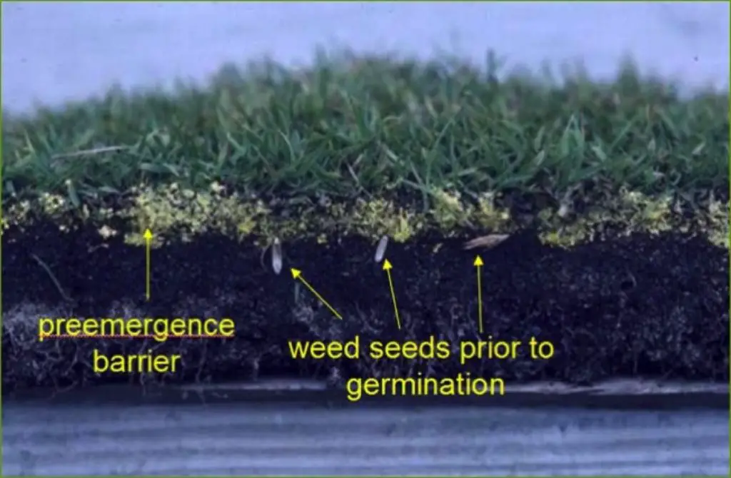When and How to Apply Weed and Feed for Optimal Results Pre or Post Rain?