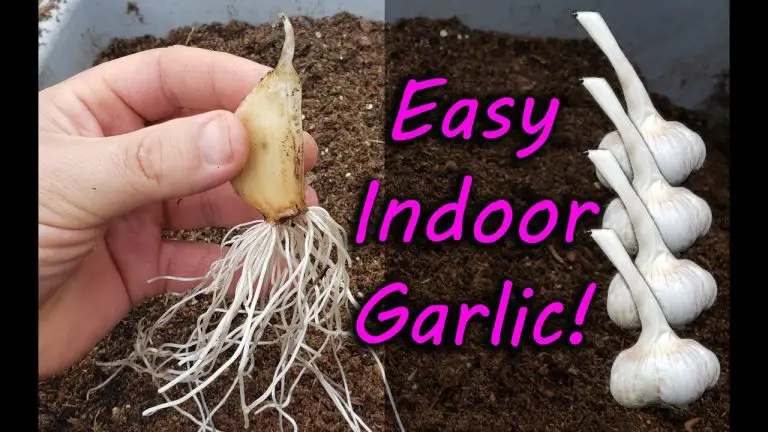 How To Grow Garlic Indoors: Producing Infinite Garlic at Home in Water and Soil!