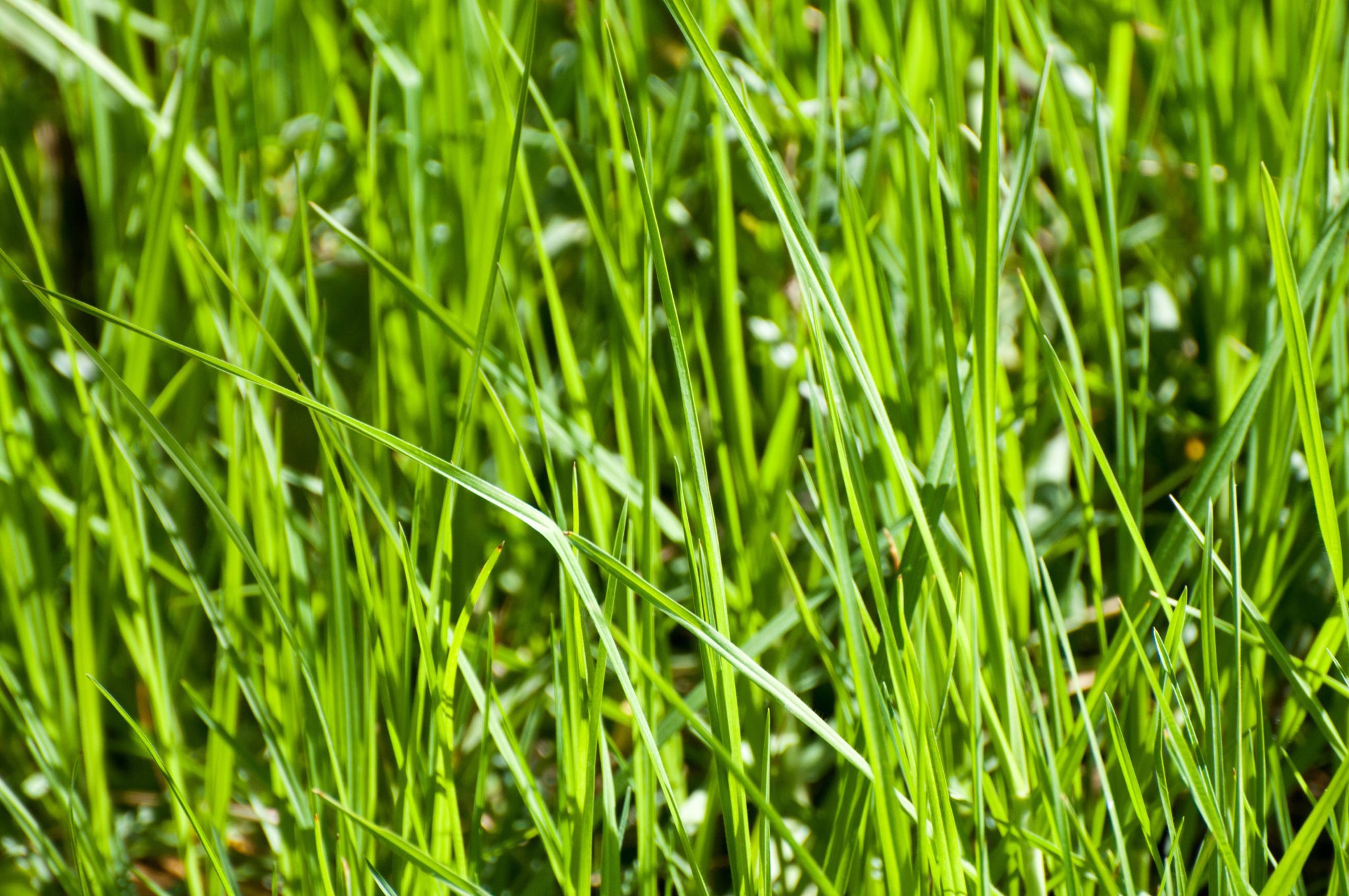 The ultimate guide timing your first mow for new grass