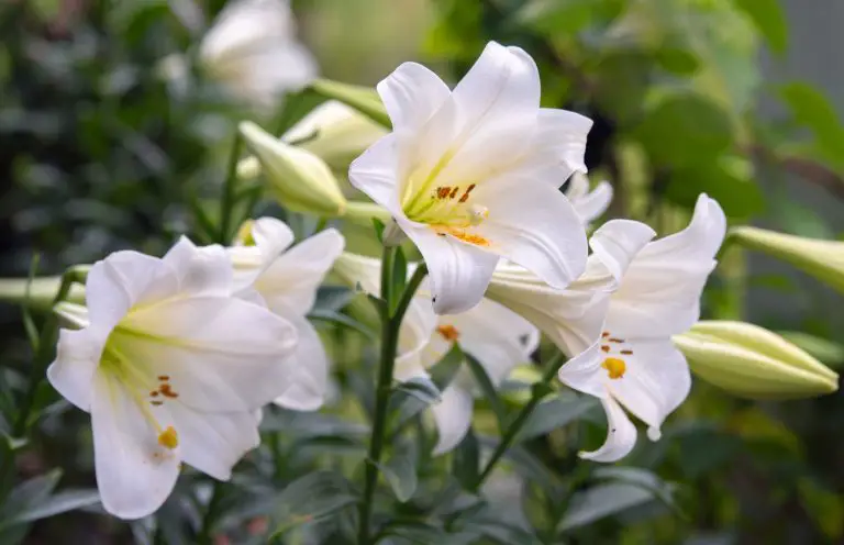 Planting Easter Lilies Outside: Master the Proper Technique Now!