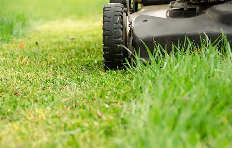 Winter Lawn Care: Tips for Cutting Grass Short before Winter