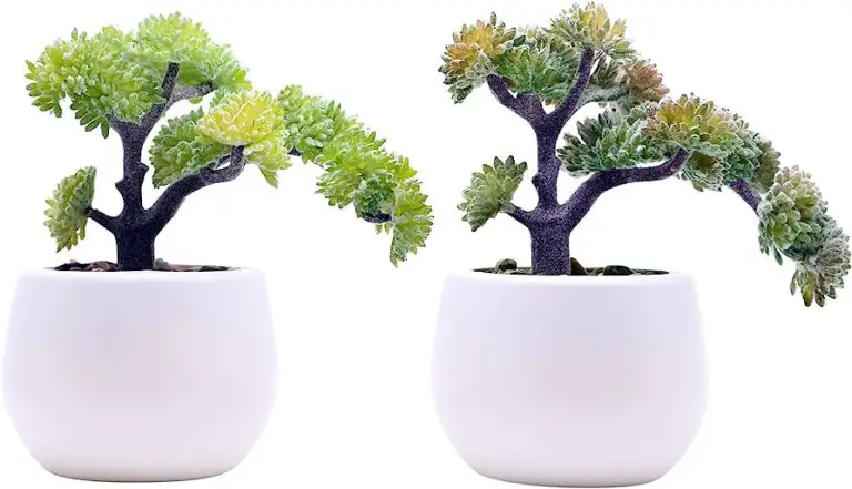 Discover 25 Astonishingly Small Bonsai Trees for Your Indoor Garden
