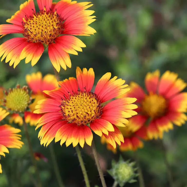 Discover the 5 Captivating Weeds to Transform Your Yard: Delight Bees and Humans!