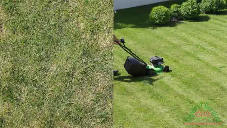 The Ultimate Guide to Overseeding Bermuda With Fescue: Unveiling the Pros and Cons