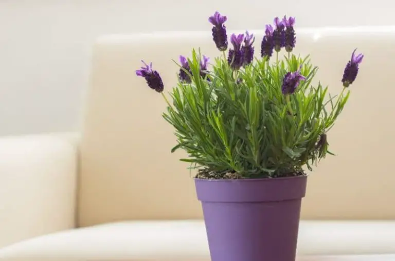 Ultimate Guide: Care for Lavender Plants Indoors – Expert Tips