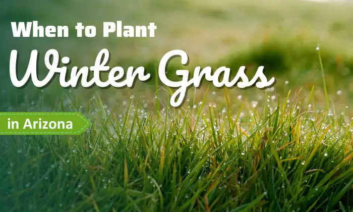 Get the Perfect Timing: Planting Winter Rye Grass Made Simple