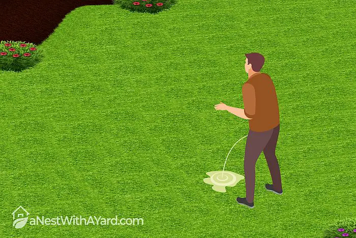 Does Human Urine Kill Grass? The Truth Behind Peeing in the Garden
