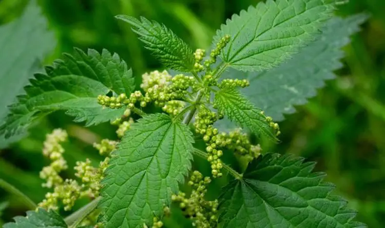 Does Boiling Water Kill Stinging Nettles