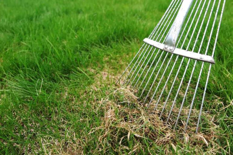 Pros And Cons Of Dethatching Lawn